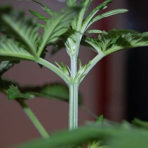 13 days into flowering Maple Poison