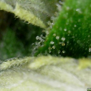 Trichs