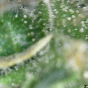 Trichs