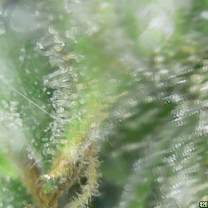 Trichs