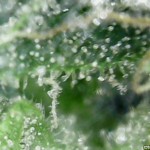 Trichs