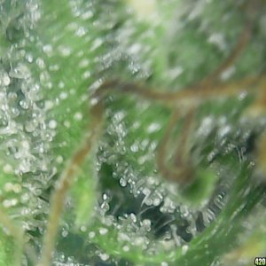 Trichs