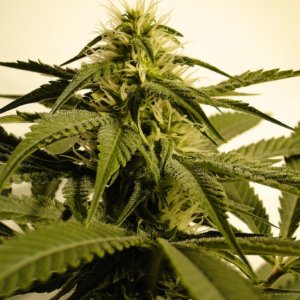 Various Strains in Flowering-Day 25-5/18/16