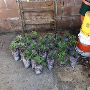 Transplanting Clones