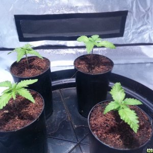 S.A.D Seedlings