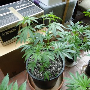 Various Strains in Vegging-5/21/16