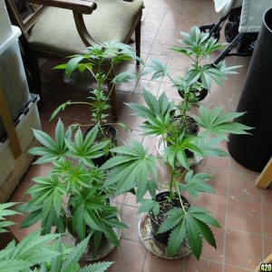 Various Strains in Vegging-5/21/16