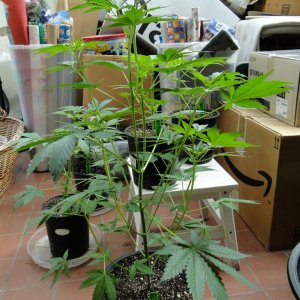 Various Strains in Vegging-5/21/16