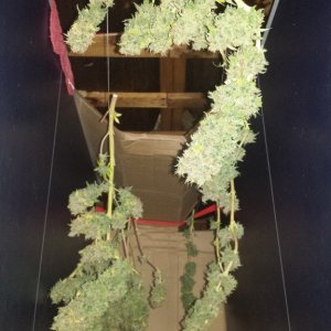 lemon skunk  harvest