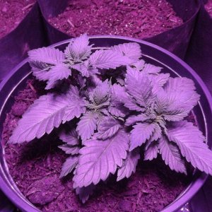 Purple Cheese 28days Topped