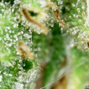 Trichs