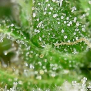 Trichs