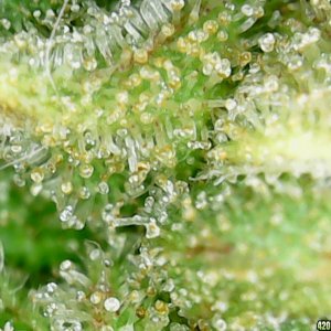 Trichs