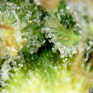 Trichs