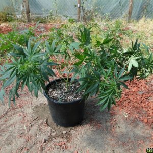 Organic Jilly Bean in Training-5/24/16