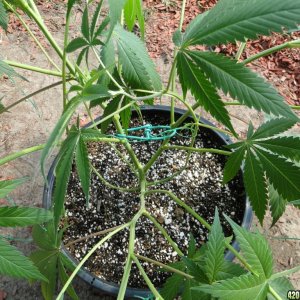 Organic Jilly Bean in Training-5/24/16