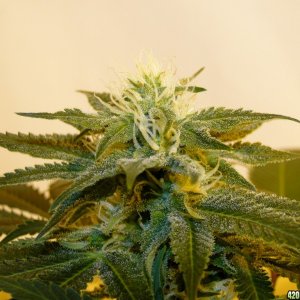 Organic Sour Diesel x OG Kush x Hindu Kush-Day 30 of Flowering