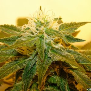 Organic Sour Diesel x OG Kush x Hindu Kush-Day 30 of Flowering