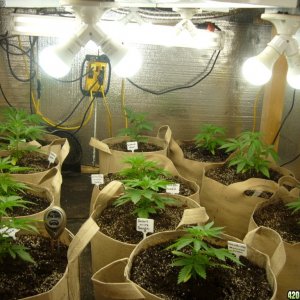 h00ks hillbilly grow 2016