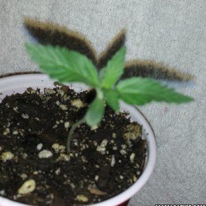 Kali Mist (seedling)