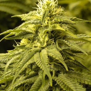 Various Strains in Flowering-Day 32-5/25/16