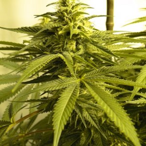 Various Strains in Flowering-Day 32-5/25/16