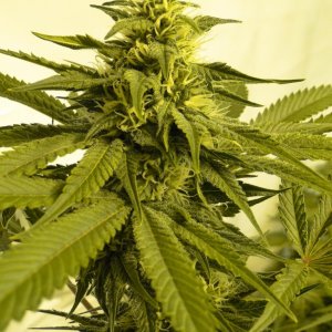 Various Strains in Flowering-Day 32-5/25/16