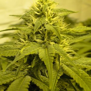 Various Strains in Flowering-Day 32-5/25/16