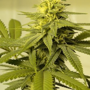 Various Strains in Flowering-Day 32-5/25/16