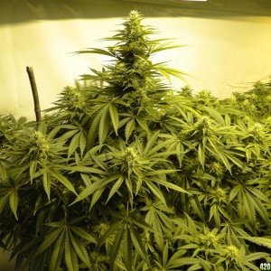 Various Strains in Flowering-Day 32-5/25/16