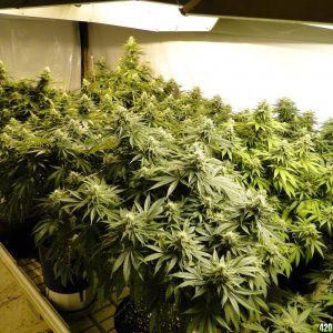 Various Strains in Flowering-Day 35-5/28/16