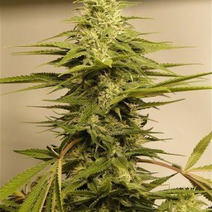 Various Strains in Flowering-Day 35-5/28/16