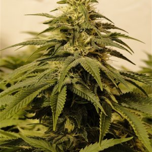 Various Strains in Flowering-Day 35-5/28/16