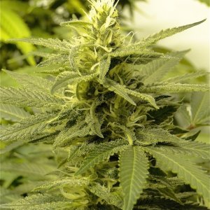 Various Strains in Flowering-Day 35-5/28/16