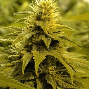 Various Strains in Flowering-Day 35-5/28/16