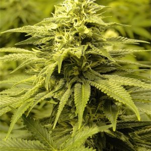 Various Strains in Flowering-Day 35-5/28/16