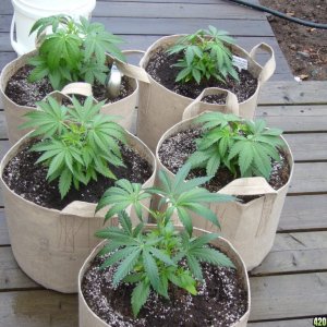 h00ks hillbilly grow 2016