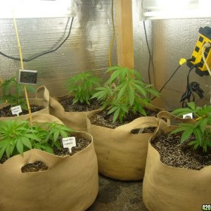 h00ks hillbilly grow 2016