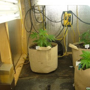 h00ks hillbilly grow 2016