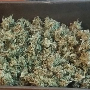 AK47 Bonnie - cannabis loaf