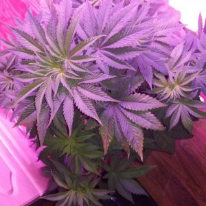 Problem Plant - OG Kush