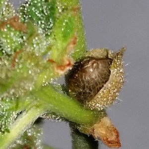 seeds_23