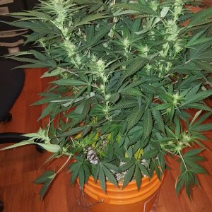 Crop Kings Seeds - White Widow - 3rd Week Flowering