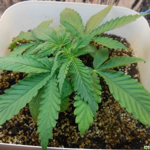 CFL Grow by Beardee