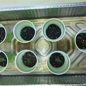 1st seedlings Crop King White Widow