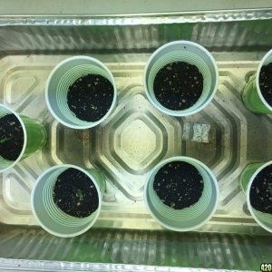 1st Seedlings Crop King Crown Royale