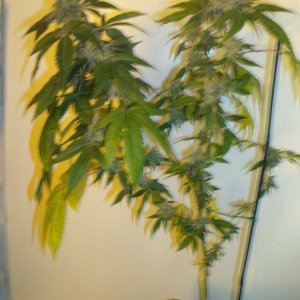 BCW BayArea's Largest solo Grow Todate Flower day 62