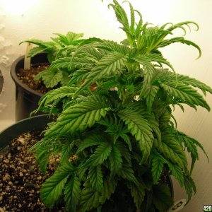 first_grow_068_Jonne