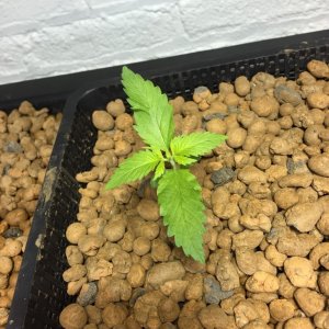 Sweet and Sour Widow week 2