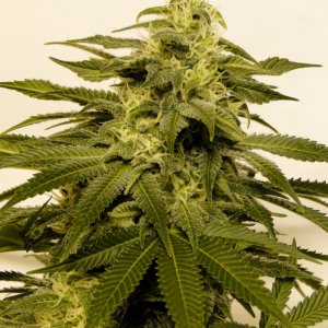 Organic Sour Diesel x OG Kush x Hindu Kush-Day 39 of Flowering